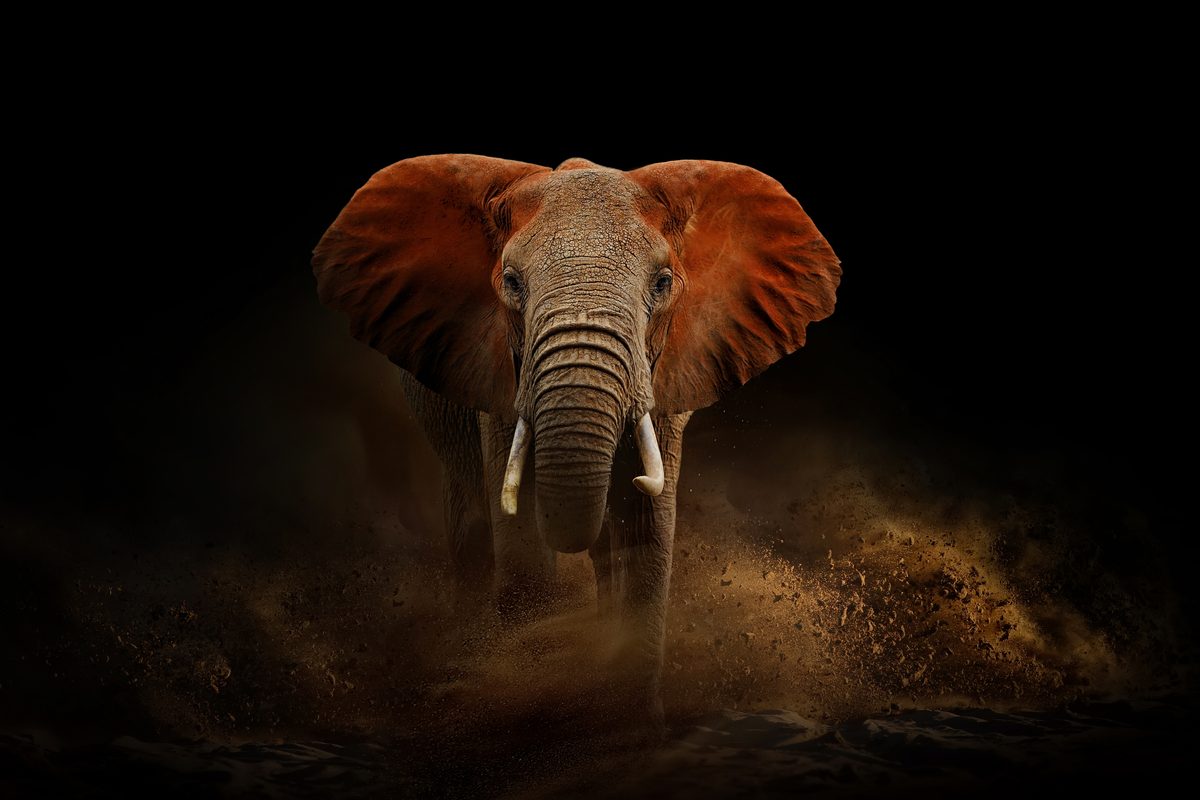 Meet the Traveler Using a Nikon Z9 to Capture Wildlife From Pole to Pole