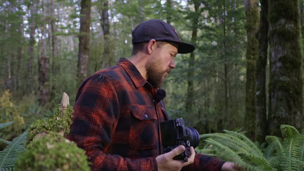 Patino evaluating crown ferns with backlit trees in background