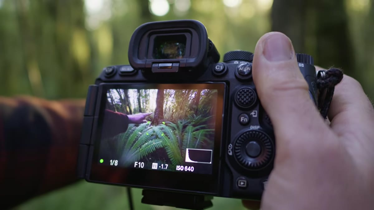 Patino pointing to LCD showing focus point at mid-distance in fern scene