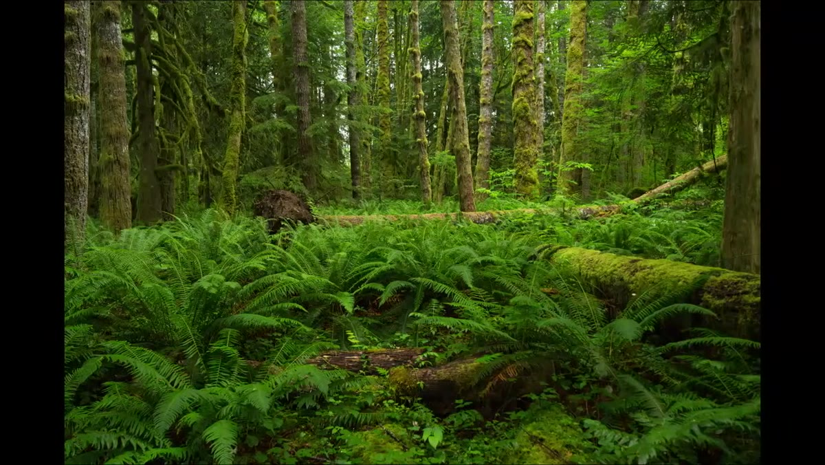 Camera pointed straight ahead before shifting lens upward