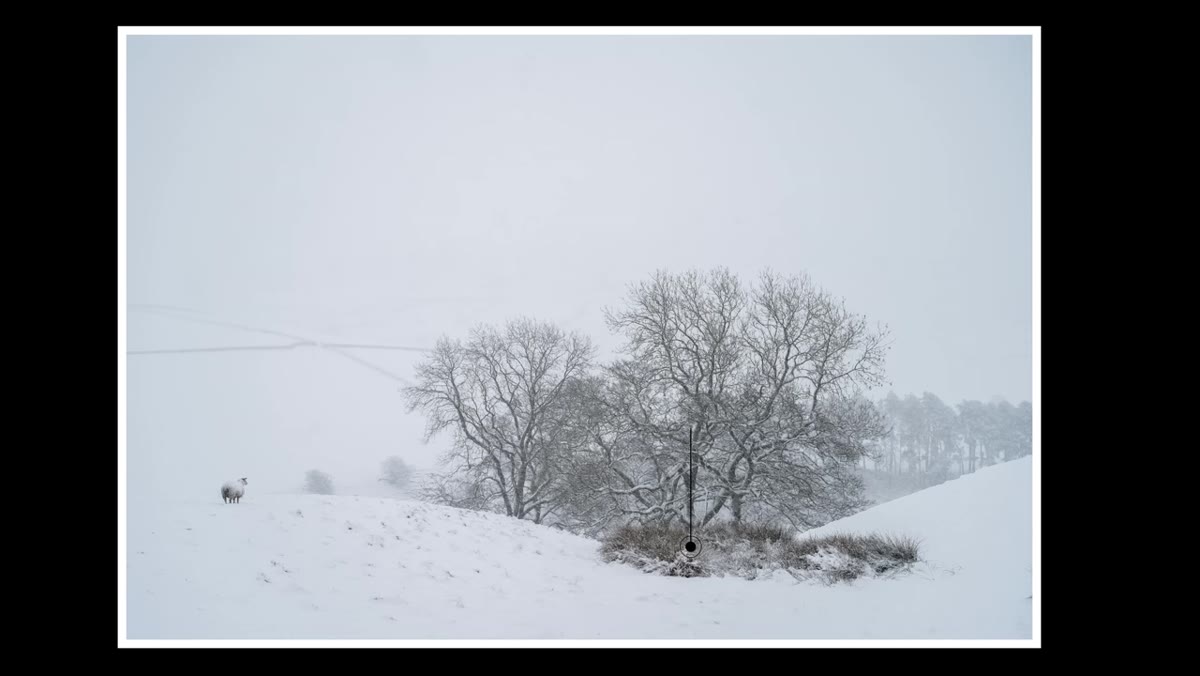 Danson pointing to messy bush area in snowy sheep photo