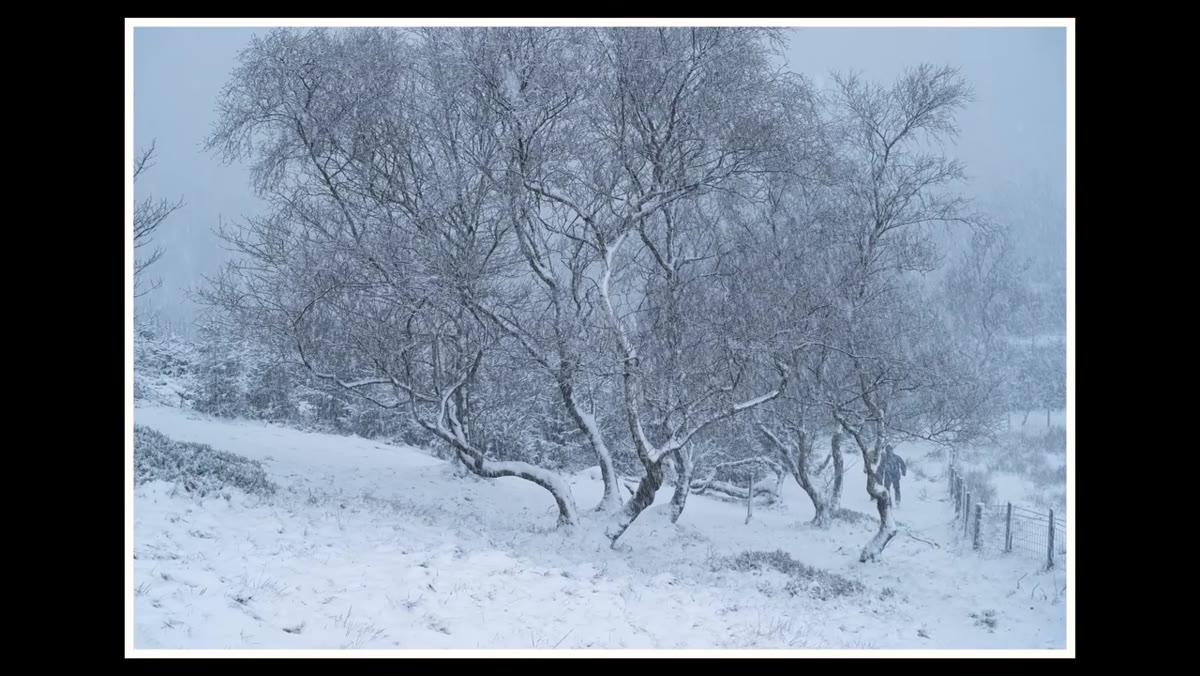 Closer frame with tops of trees cut off at image edge